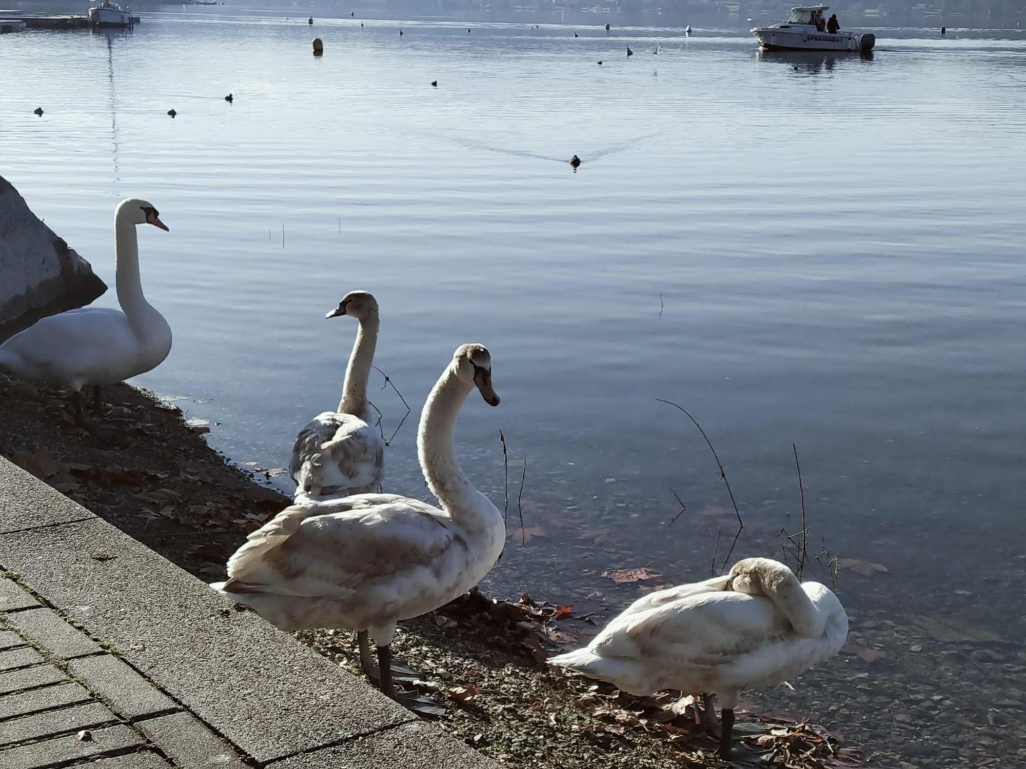 La Casetta Sul Lago Viverone Eksteriør billede